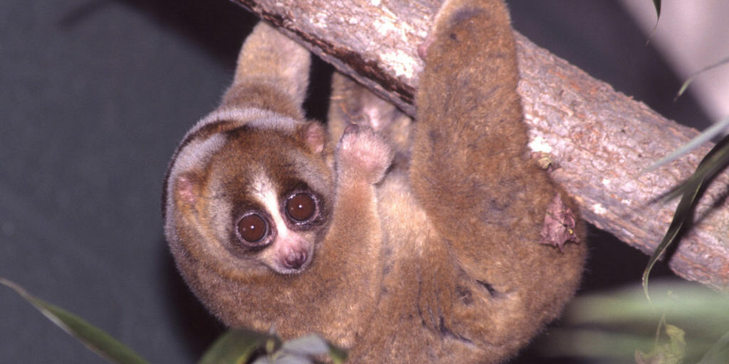 Lemur_hanging